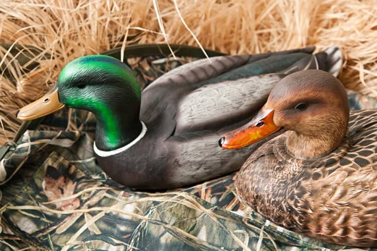 Duck Decoys – How to Setup Your Decoy Pattern Now