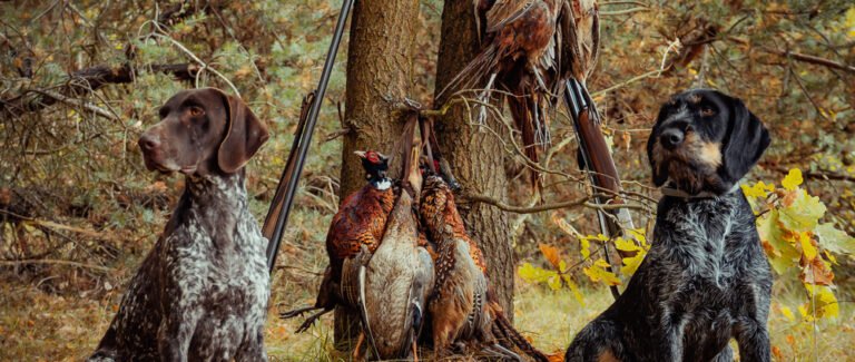 Gear for Hunting Dogs – What You Need to Buy