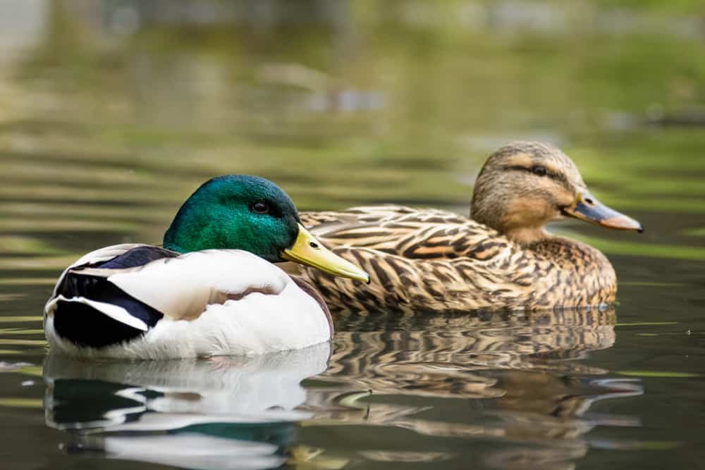 Waterfowl Hunting Safety – Why It’s So Important