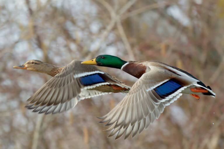 The Best Waterfowl Hunting Gear – Why It Matters