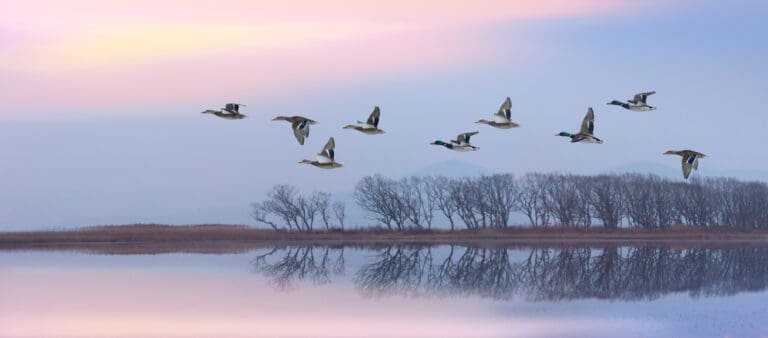 Waterfowl Hunting License – What You Need to Know!