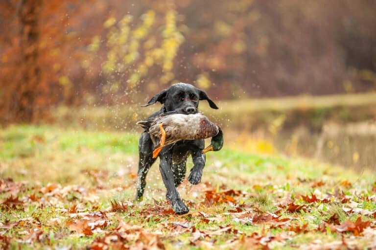 Hunting Dog Care – How to Protect Your Hunting Companion