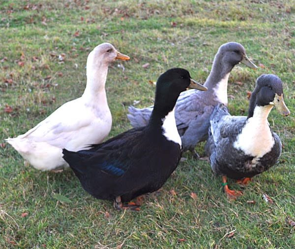 How to Identify Rare Ducks Now: The Ultimate Guide