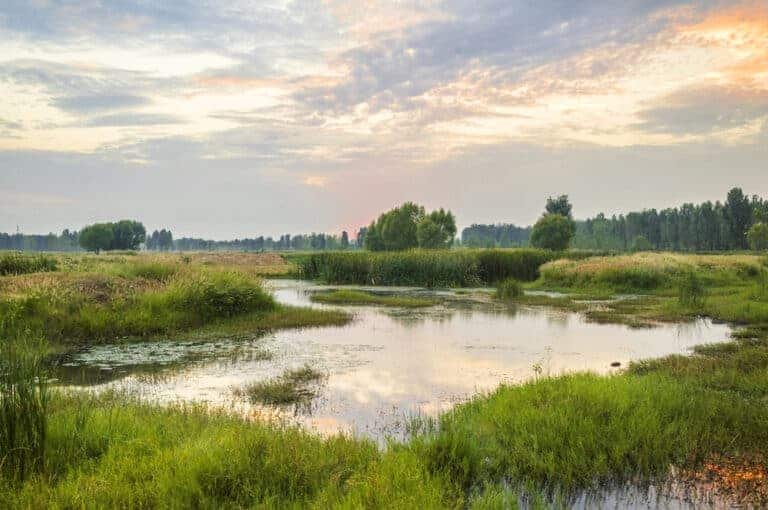 Preserving Wetlands: What You Need to Know