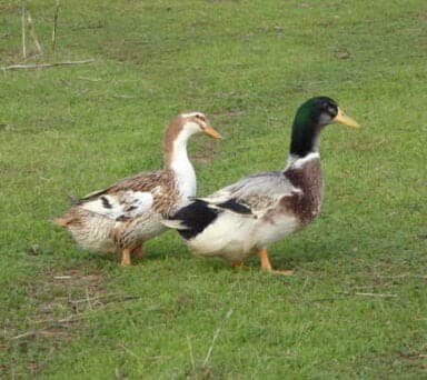 duck breeds