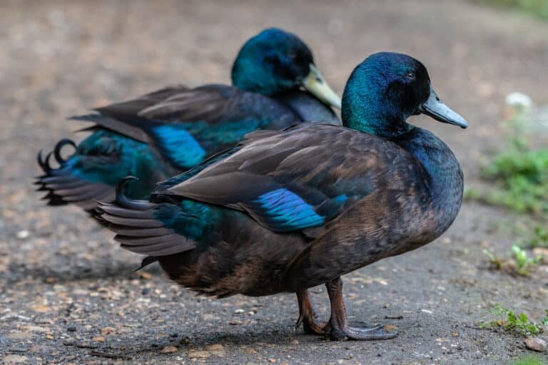 5 Amazing Duck Breeds You Need to Know About