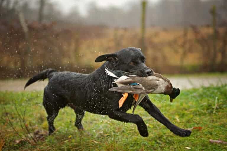 Mastering Waterfowl Dog Training: From Puppy to Professional