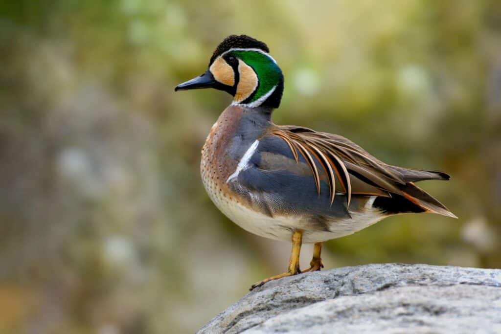 duck species
